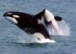 Ν. Αφρική: Δύτης γλυτώνει στο παρά πέντε από τα σαγόνια φάλαινας